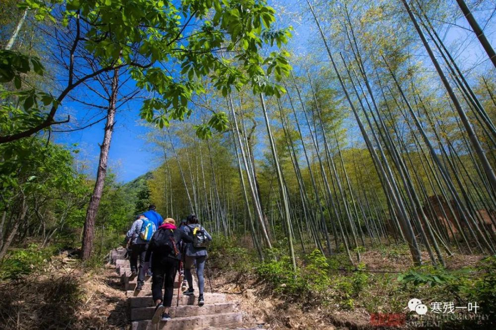 五一杭州最值得去的地方,罕见的千亩野生杜鹃花海,关键不用门票