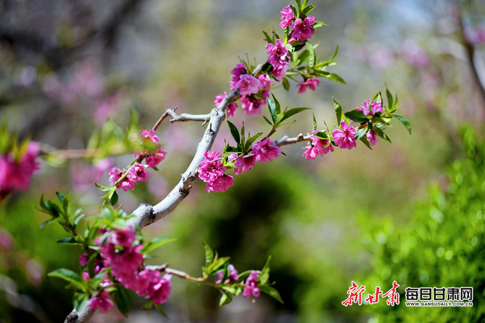 仁寿山下桃花开