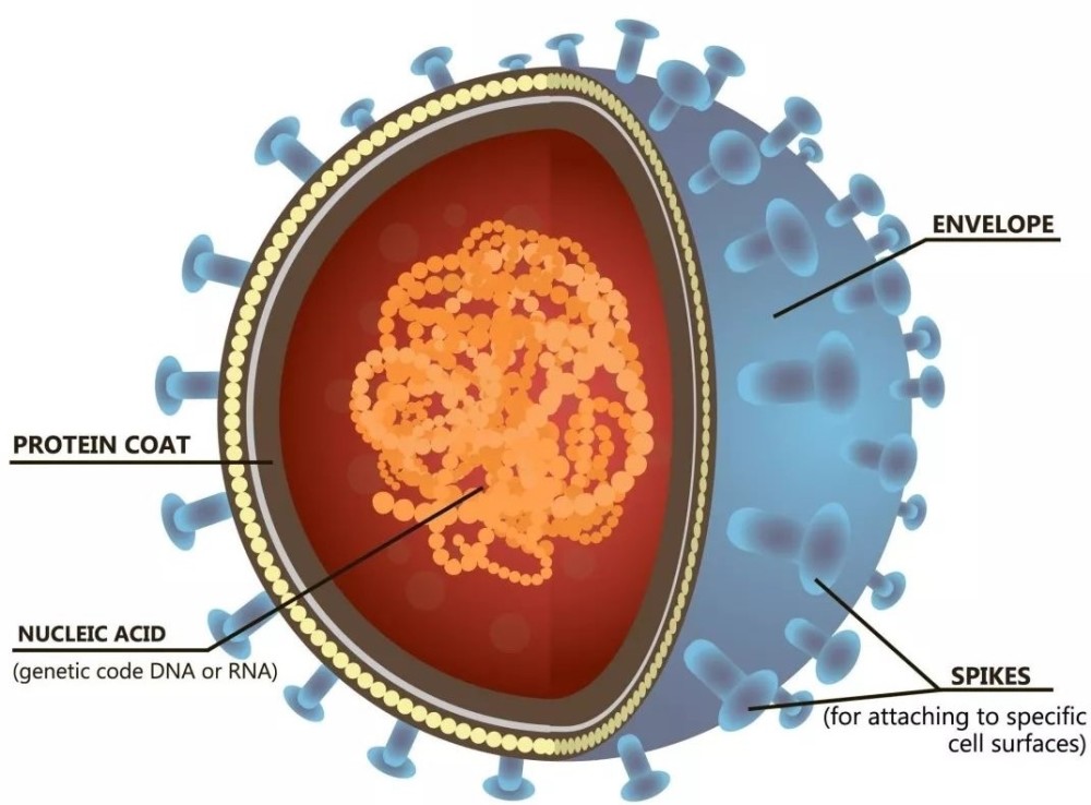 人类之后,谁会成为地球的下一任统治者?这三种生物可能性很大