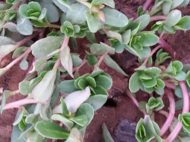 "天然胰岛素"被找到,餐桌上换着吃,稳定血糖更健康