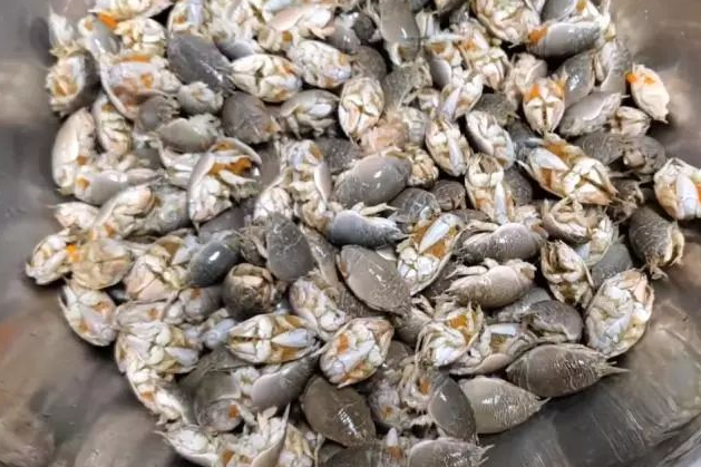 18岁小伙卖迷你虾10元一盆掰开全是黄看清后买十盆