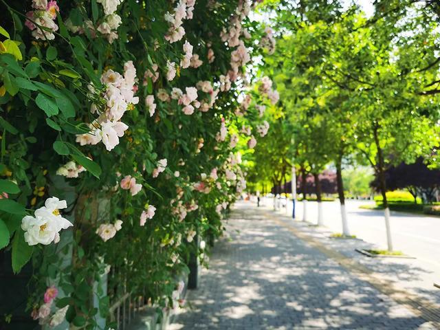 广元蔷薇花开了 网友 这是春夏之交最美的花 你想去看看 腾讯新闻