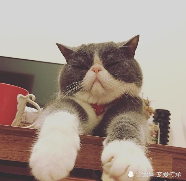 霸气名字,让很多网友自叹不如|异国短毛猫|法国斗牛犬|猫咪|美国短毛