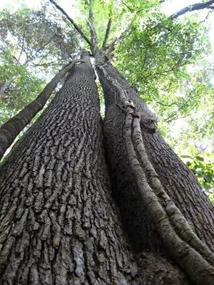 万木林|这本书出版发行，关于建瓯万木林景区的