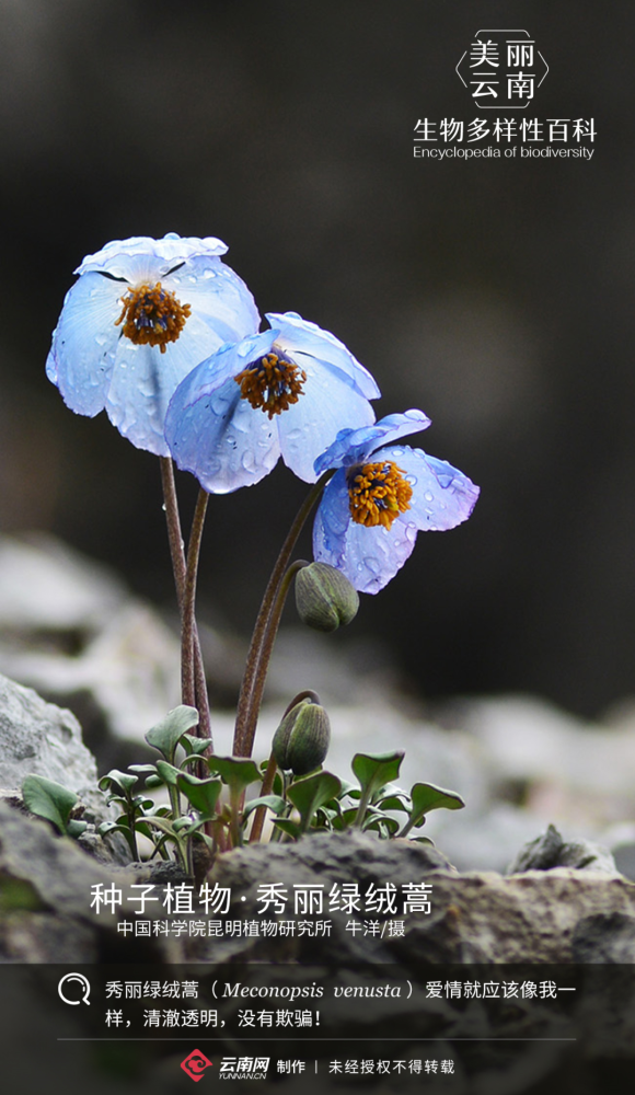 种子植物·秀丽绿绒蒿:天生丽质难自弃_腾讯新闻