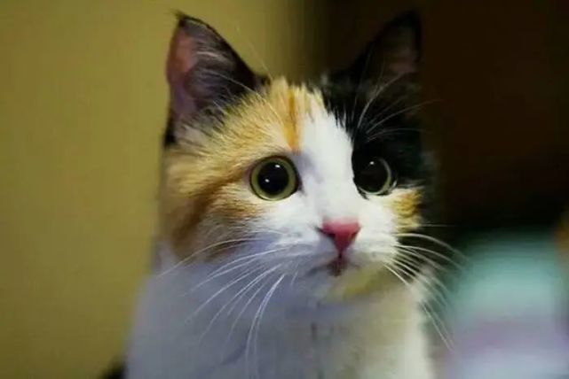 田园三花猫 名副其实的 宝藏猫咪 养过的都说太聪明了 三花猫 薄云 Tama 日本 猫咪
