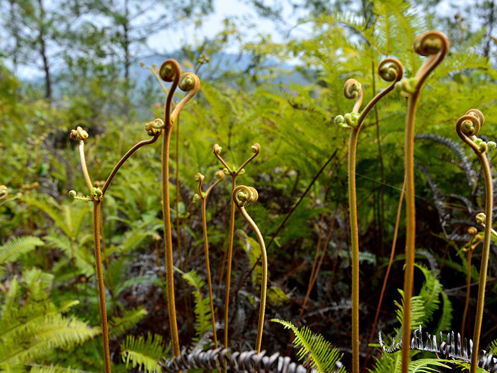 长得像蕨菜 全身都是宝 南方人爱用它煲汤 对女性有好处 腾讯新闻
