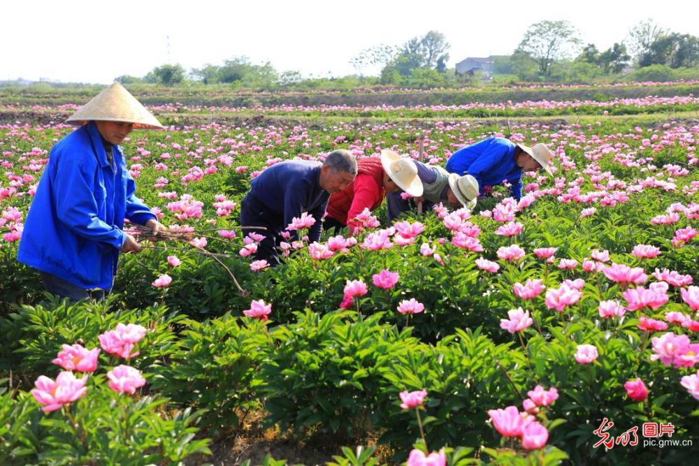 合肥中药材种植