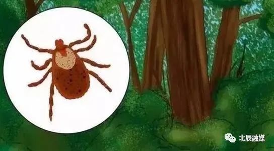 蜱俗称狗豆子,草瘪子,草爬子,壁虱等,是一类体表寄生的吸血节肢动物