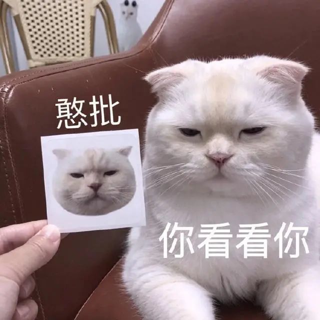 猫咪表情包合集