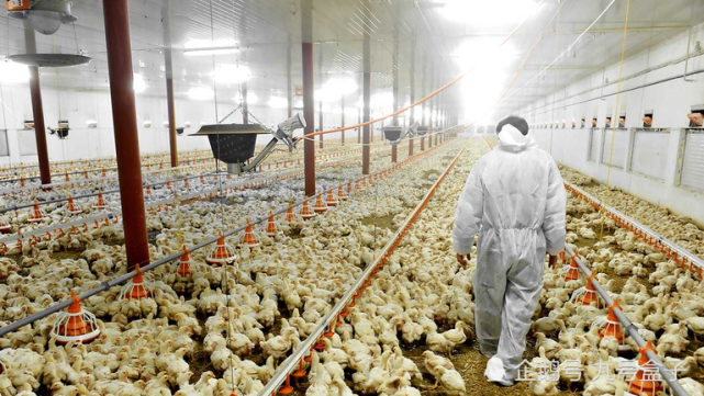 美国农场因疫情扑杀两百万只鸡遭抗议鸡也是受害者这样不人道