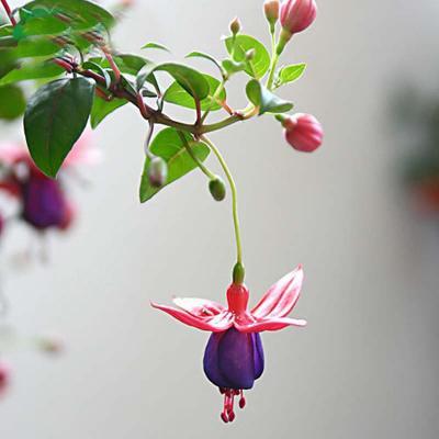 倒挂金钟又叫灯笼花花朵十分可爱如何养护倒挂金钟