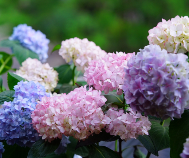 最怕晒的5种花 北阳台才能养好看 开花又大又艳 腾讯新闻