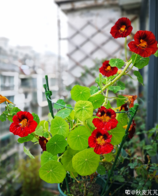 2月7日诞生花 海壁紙