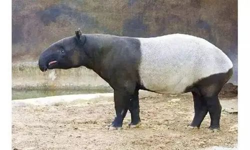 动物园都开园啦!这些动物的名字你还没读