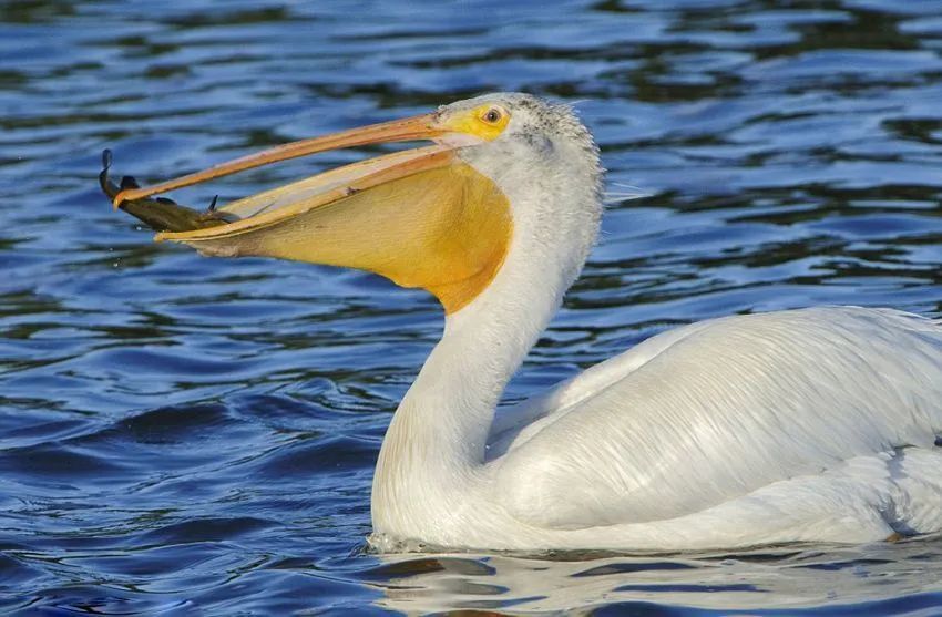 要是你把鹈鹕被误读成"弟鹕",我觉得也不太应该——毕竟有多少鸟长着