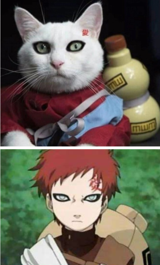 猫咪cos我爱罗不算神级看到谢飞机火影迷岸本你解释一下