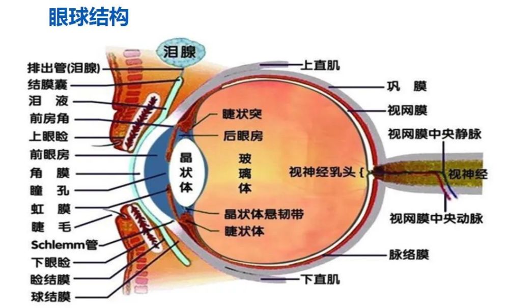 人眼是望远镜放大倍数的基准,就是说放大倍数是1,口