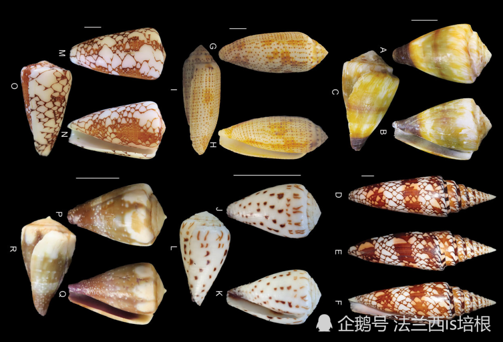 鸡心螺不仅有起效最快的毒液还有比吗啡更强效的止痛剂