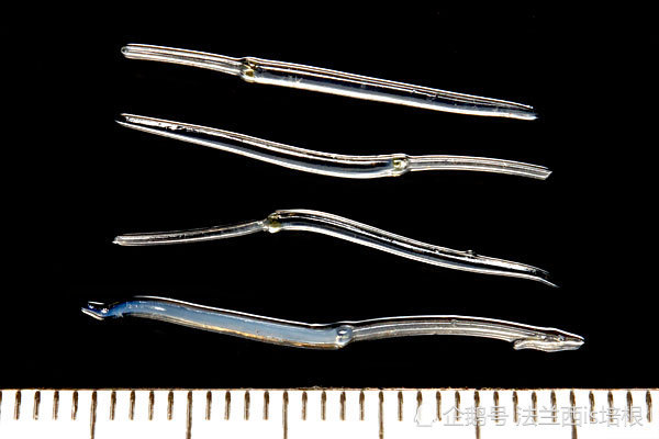 鸡心螺不仅有起效最快的毒液还有比吗啡更强效的止痛剂