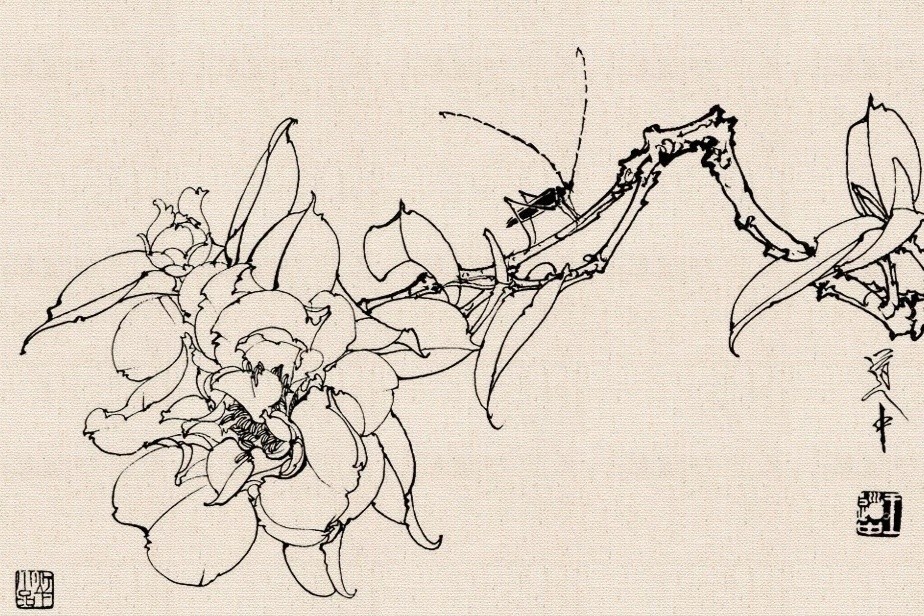 王道中工笔白描花卉欣赏_腾讯新闻