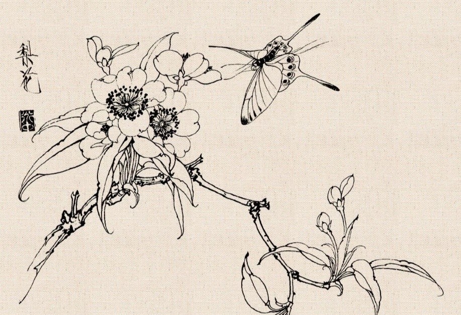 王道中工笔白描花卉欣赏_腾讯新闻