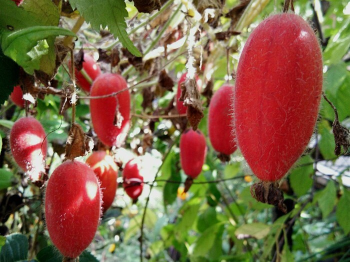 这种植物是四世同堂大赤包儿的原型老北京人才熟悉