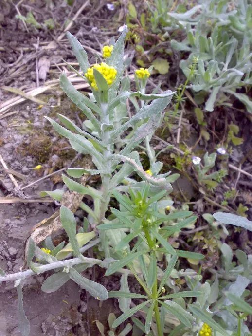 狗地芽臭老婆鸡屎藤四川人给野菜取名真是鬼才