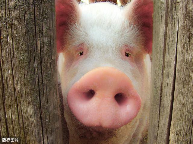 育肥猪眼睛发红全身小红点耳朵发紫吃食稍微下降咋回事