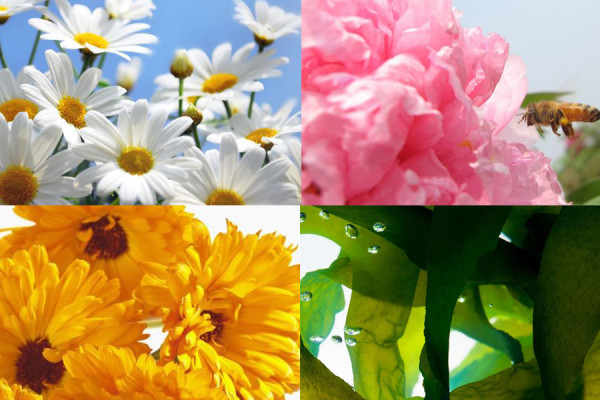 lavill兰薇欧，呵护美肌源自大自然