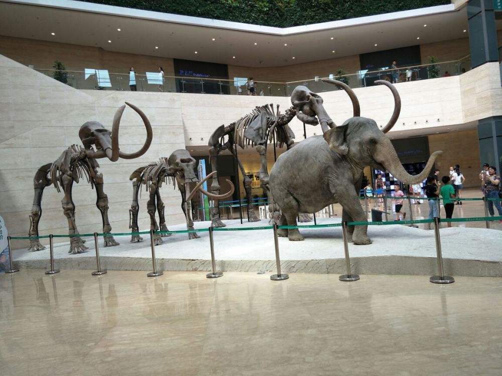 重庆最大自然博物馆,藏有一亿年前的恐龙骨架,完美复刻古生物界