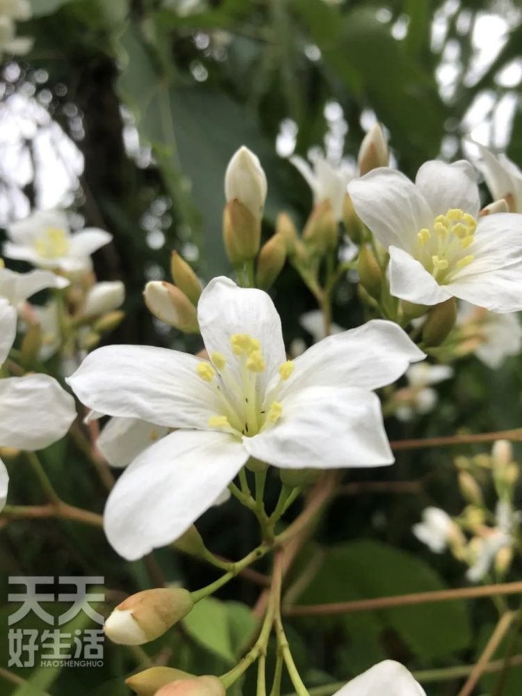 满山油桐花烂漫五月雪 腾讯新闻