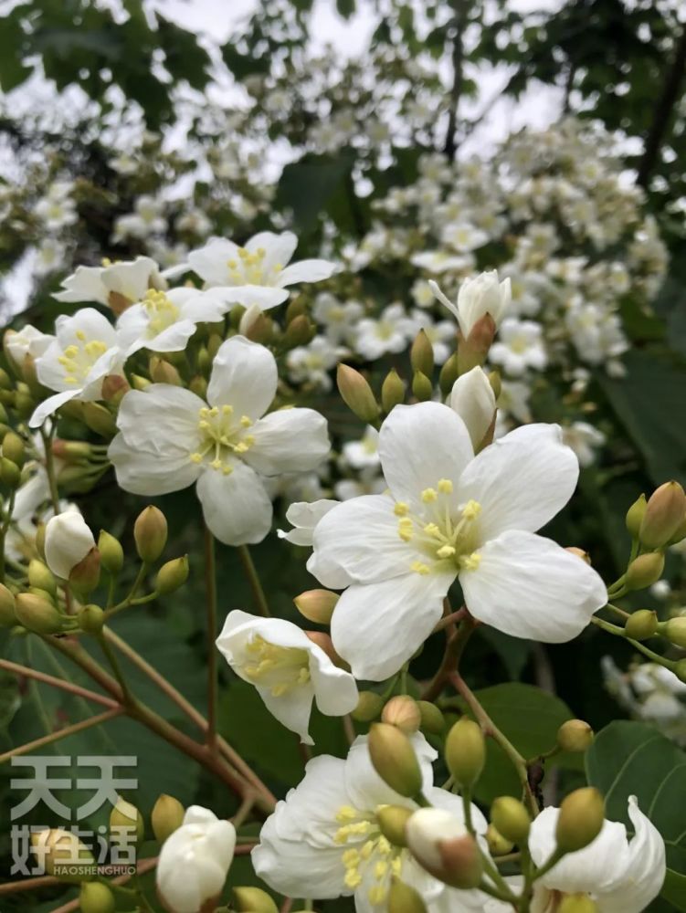 满山油桐花烂漫五月雪 腾讯新闻