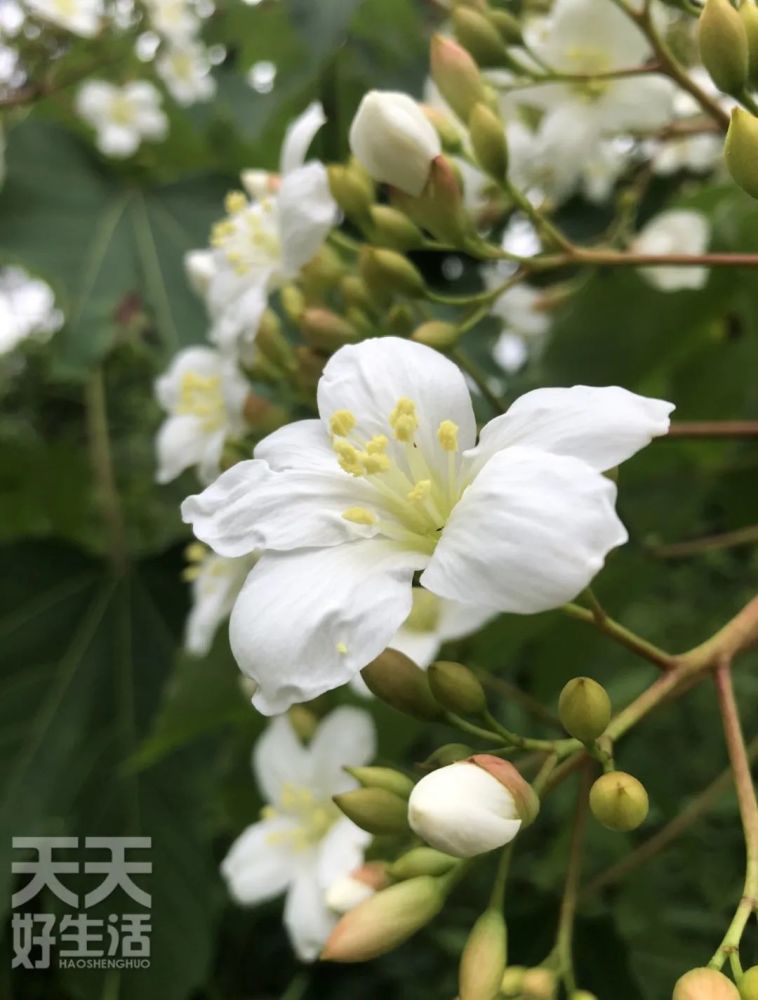 满山油桐花烂漫五月雪 腾讯新闻