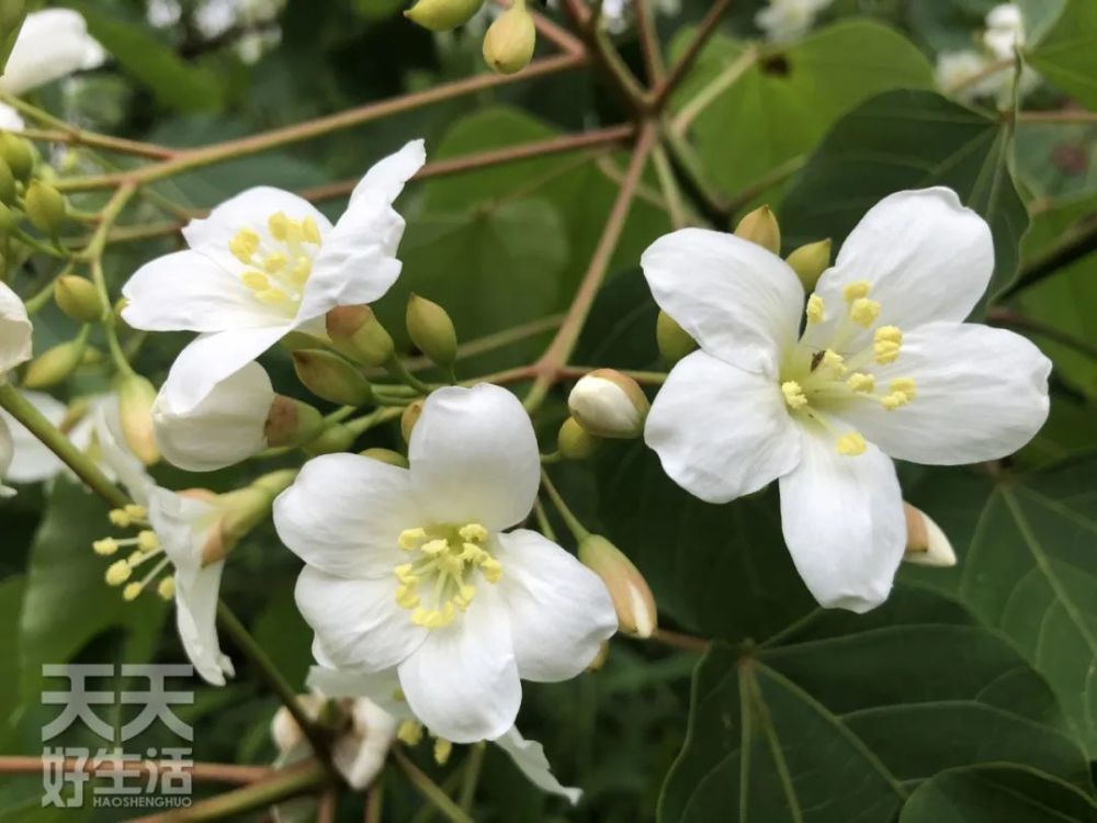 满山油桐花烂漫五月雪 腾讯新闻