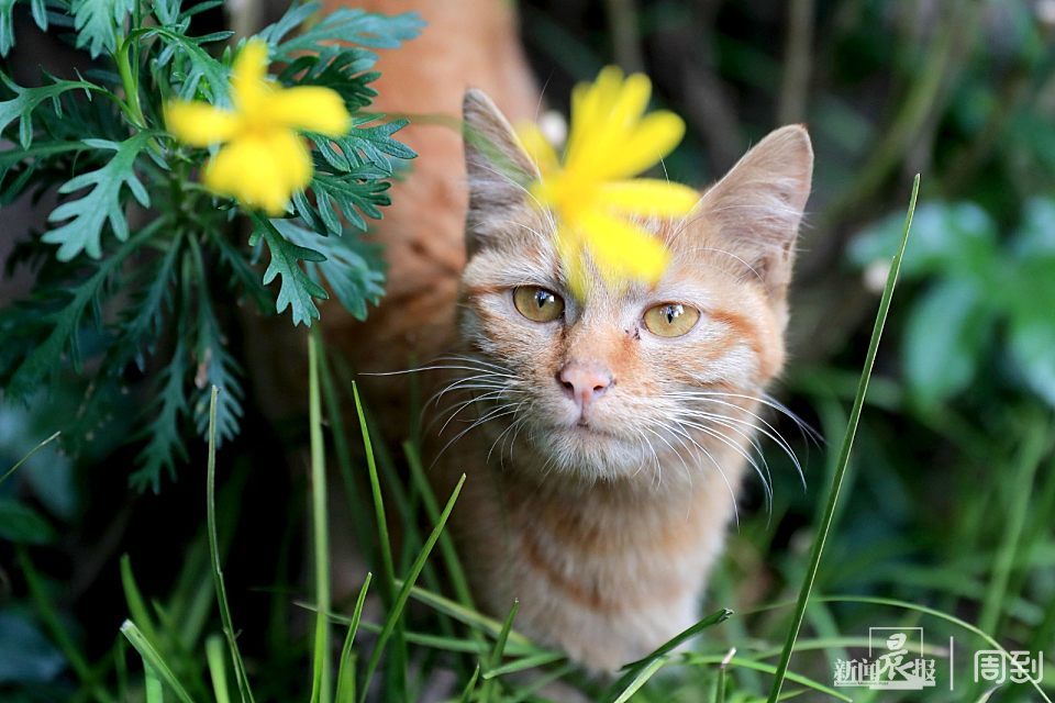 静安公园 猫妈妈与三只萌萌的小奶猫 腾讯新闻
