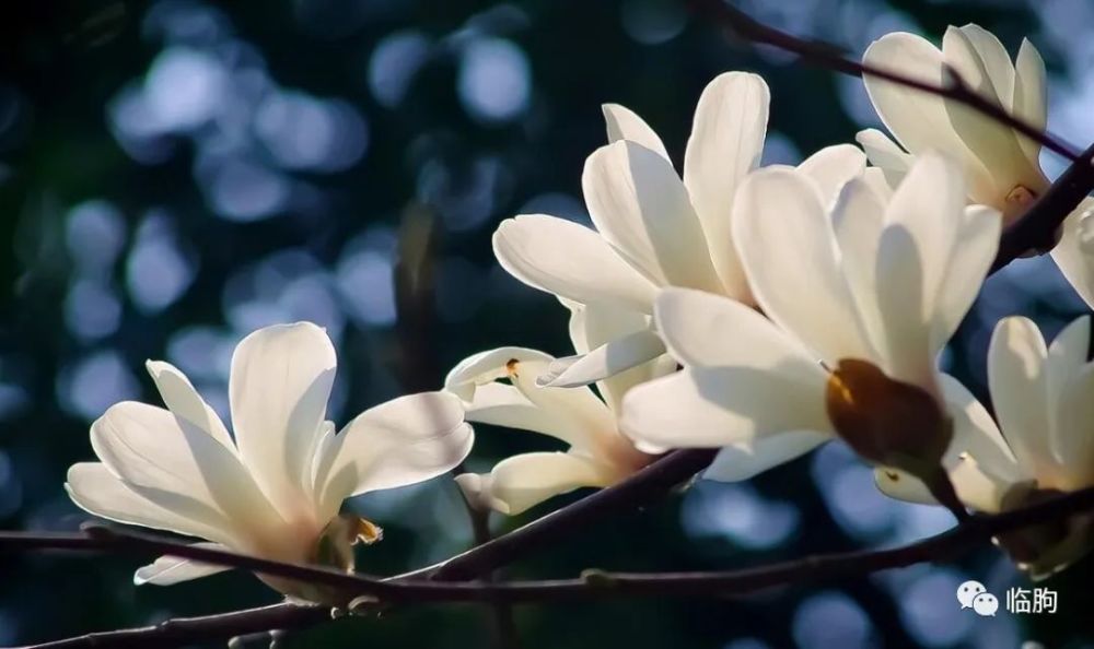 韩启龙:窗外那棵白玉兰