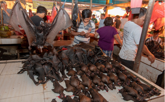 印尼野生动物市场不顾民众反对仍营业,商户称每日能卖50多只蝙蝠