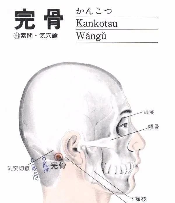 【每日一穴】完骨穴:疏导水液
