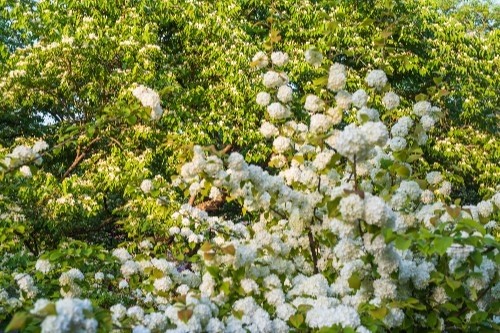 在濟南泉城公園東南角,有幾棵繡球花綻放,一簇簇白色的花團盛開,就像