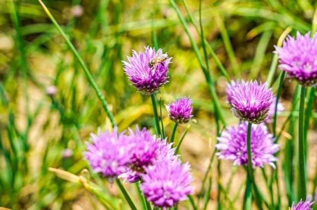 崇明这片紫红色梦幻花海 你万万想不到 合作社 德国 小香葱 钱汉忠 真空冷冻干燥 崇明