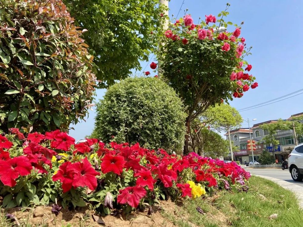 路缘花境扮靓城市 文明观赏你我同行 腾讯新闻