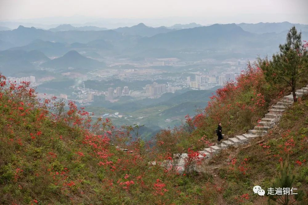 走遍铜仁走进铜仁松桃飞灵山边的映山红