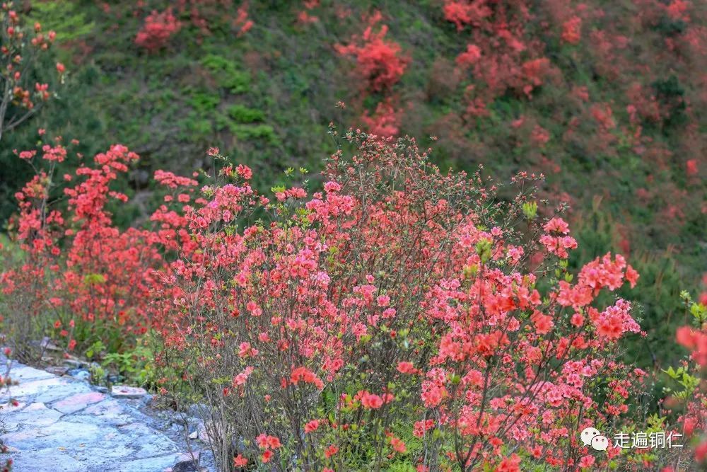 走遍銅仁走進銅仁松桃飛靈山邊的映山紅