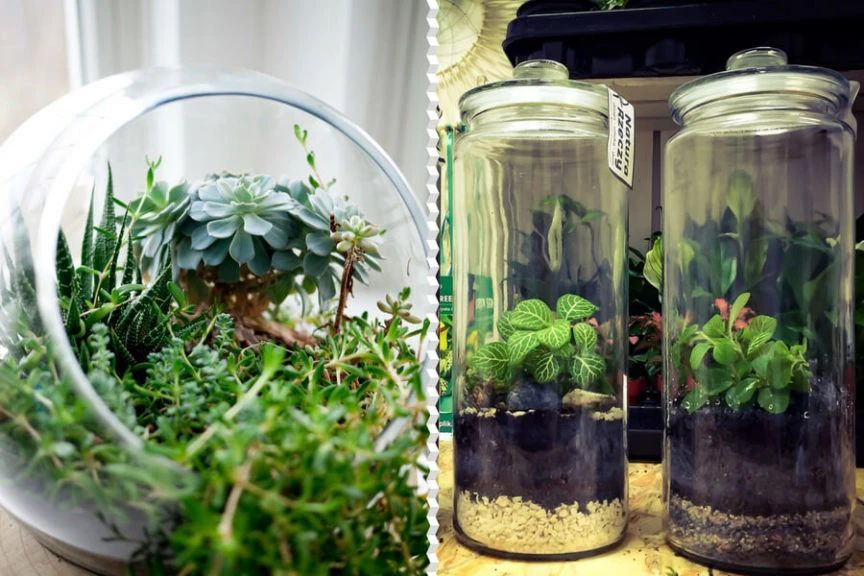 在密闭的玻璃容器植物景观里 怎么才能让里面的植物自己生长 腾讯新闻