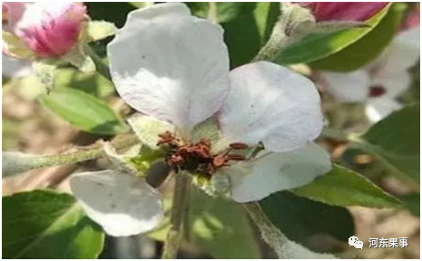 果树|要想叶片长大、果个长大，果树发芽前务必做好这几点