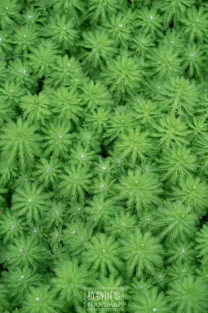 粉绿狐尾藻和香菇草,水边的小森林