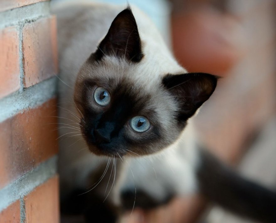 随着温度变颜色的超萌猫咪 如果处于寒冷地带 会变成黑猫吗 腾讯新闻