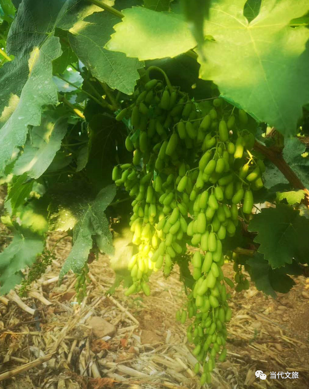 让富含硒和花青素的紫玉无核葡萄飘香大地 腾讯新闻