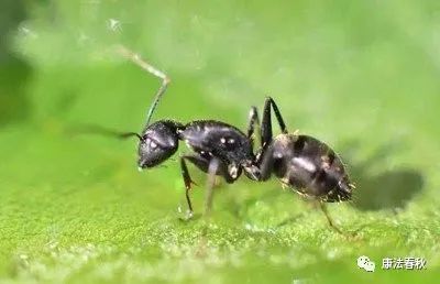 "蚂蚁王"吴志成 作者/沈兴大